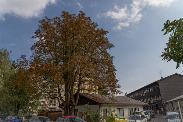 Divji kostanj Aesculus hippocastanum ID 3040353 Bezigrad foto LS 5