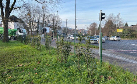 Dodatna ziva meja ob ograji parka Park. Foto: arhiv MOL