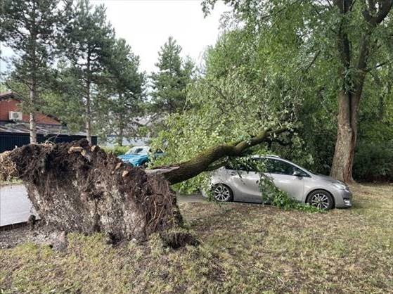 Padlo drevo na obmocju Jesihovega stradona