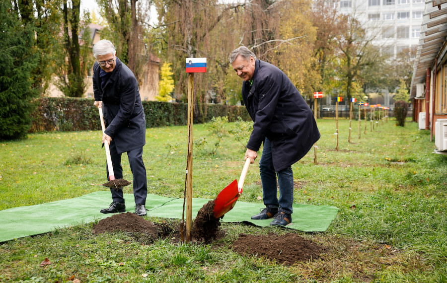 župan in Franjo Bobinac sadita drevo 