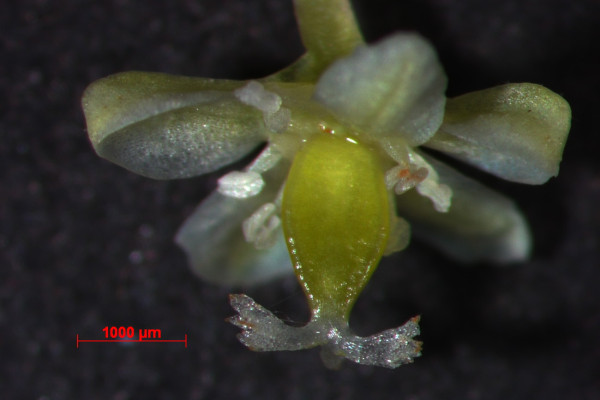 Fallopia japonica F03 cvet1 02