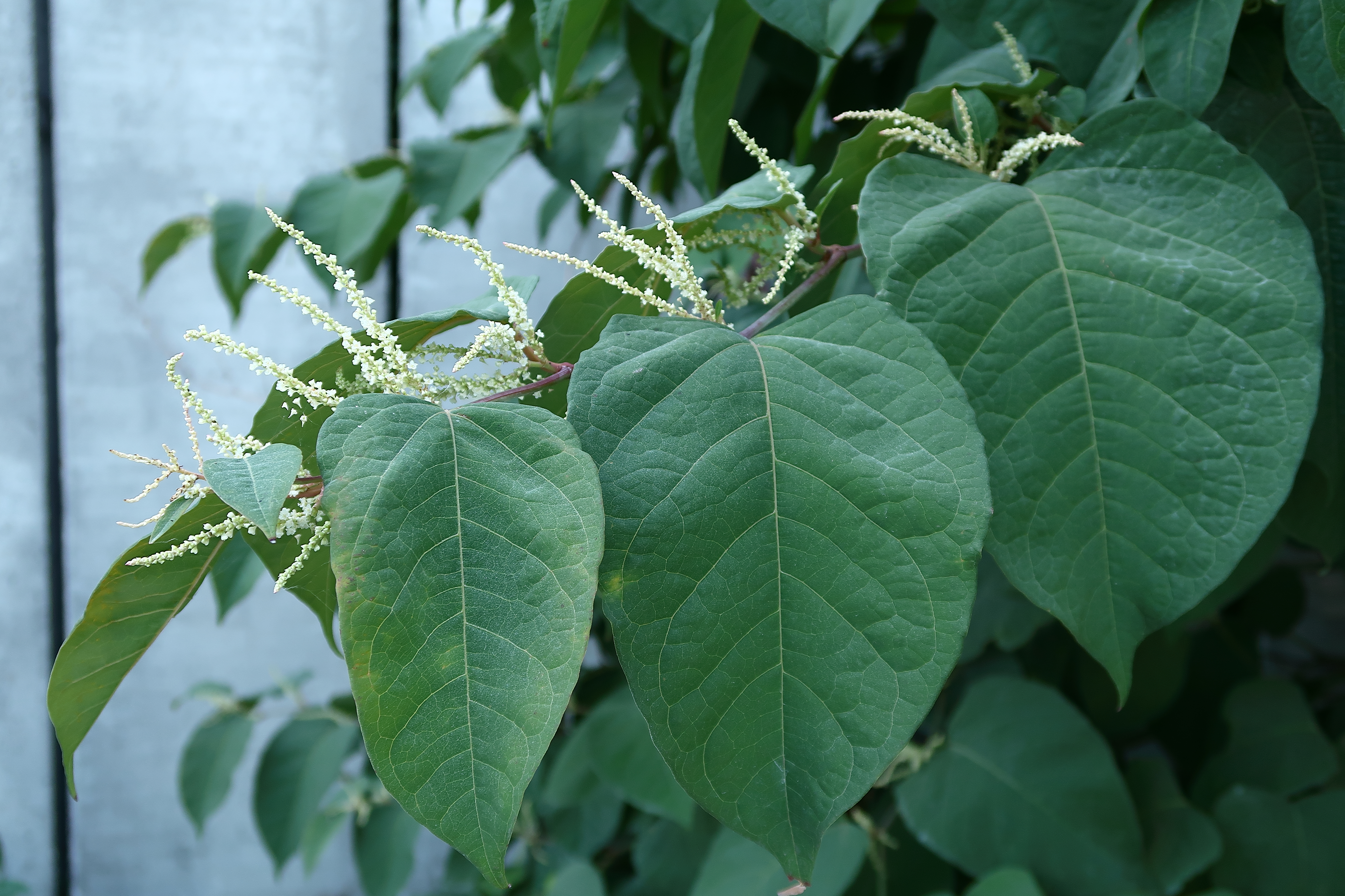 Fallopia japonica IMG 1745 Foto BrankaTrcak