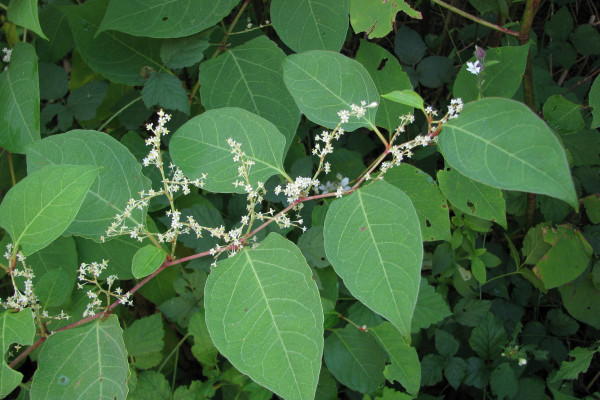 Fallopia japonica ss Sirje F14 20100922 010 SSK