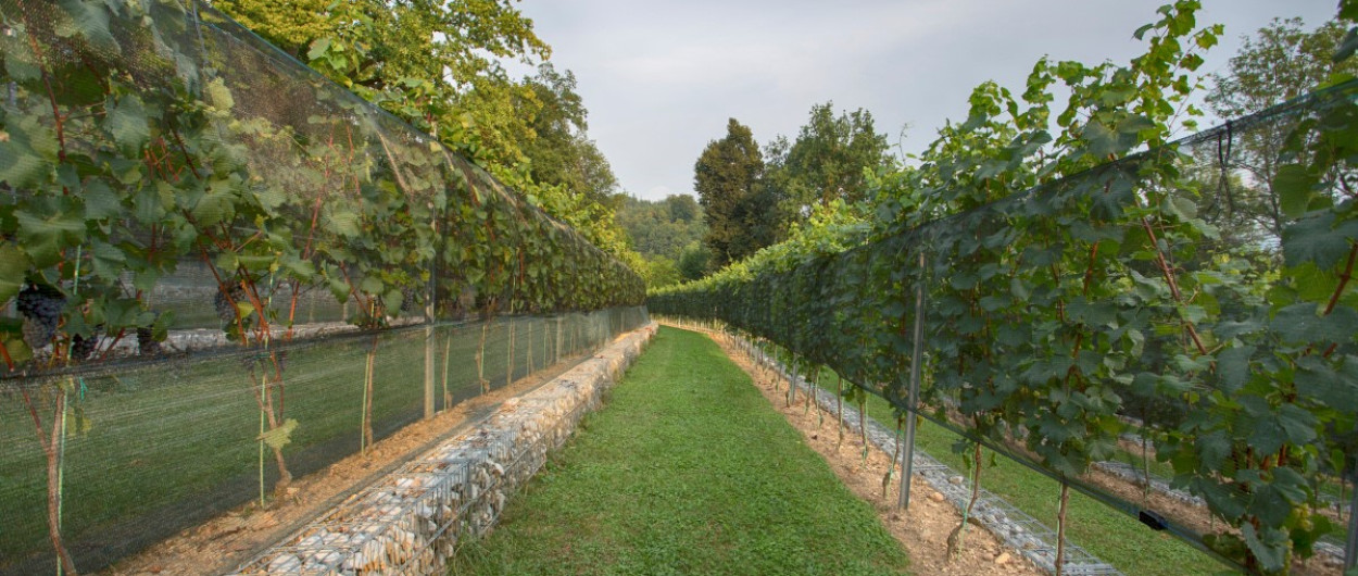 Grajski vinograd. Foto: arhiv LG