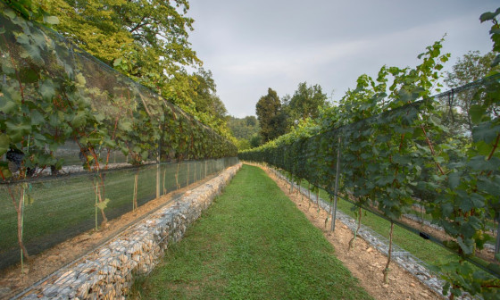 Grajski vinograd. Foto: arhiv LG