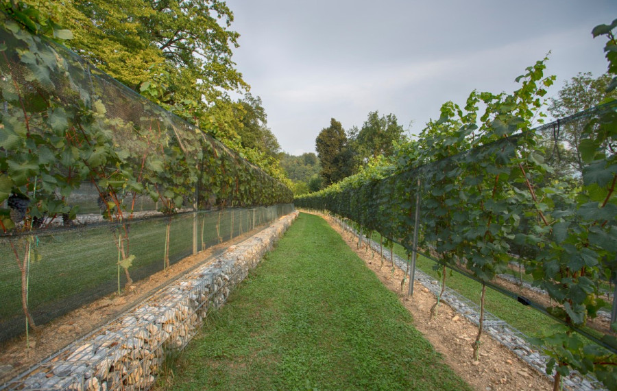 Grajski vinograd. Foto: arhiv LG