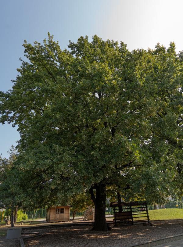 Hrast dob Quercus robur ID 3246767 Rezijanska ulica foto LS 9