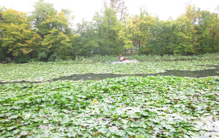 ribnik, poln lokvanjev