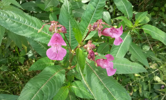 Invazivna tujerodna rastlina