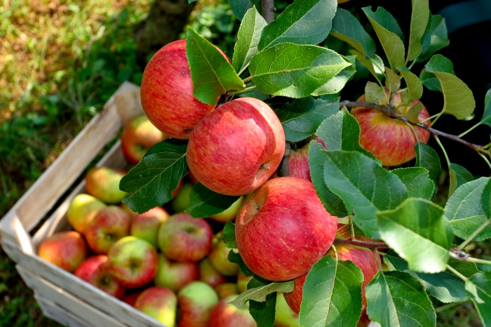 Jabolka Topaz foto vir spletna stran Ekoloska kmetija Bregar