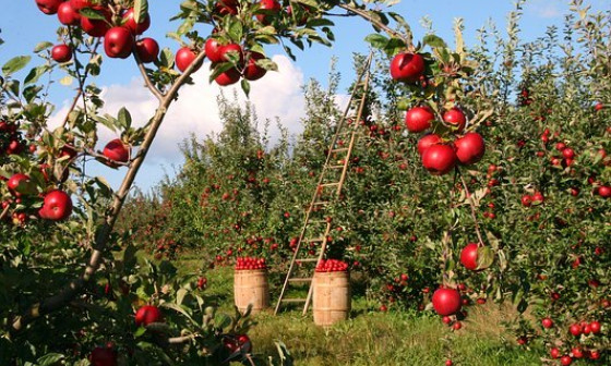 Jabolka, foto: Pixabay 