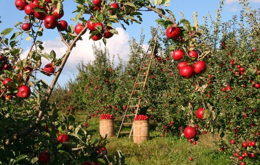 Jabolka, foto: Pixabay 