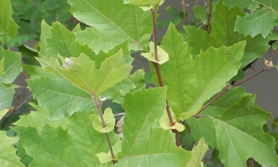 Javorolistna platana NJogan