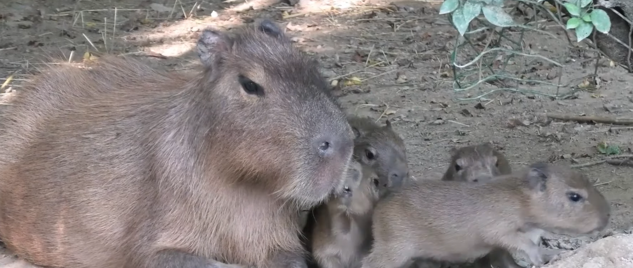 Kapibara z mladički. Vir: ZOO Ljubljana