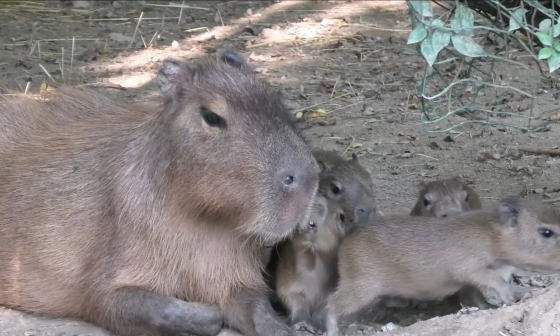 Kapibara z mladički. Vir: ZOO Ljubljana