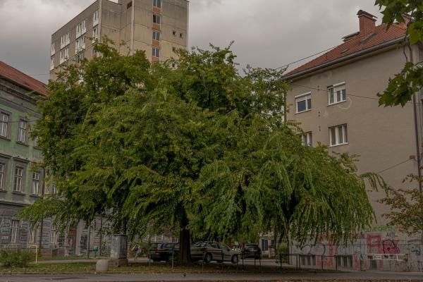 Koprivovec Celtis occidentalis ID 3045322 Vidovdanska cesta foto LS 7