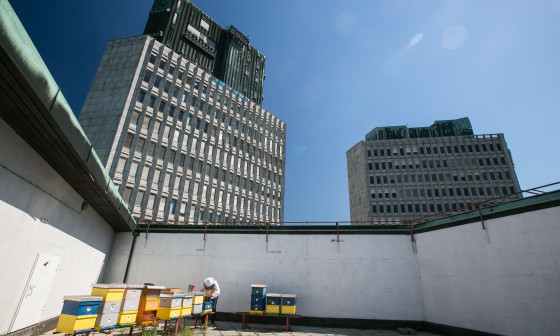 LJ urbano Cebelarstvo foto Luka Dakskobler