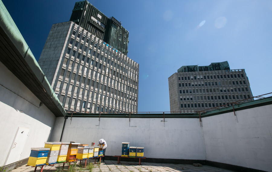 LJ urbano Cebelarstvo foto Luka Dakskobler