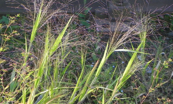 Lasasto proso NJogan