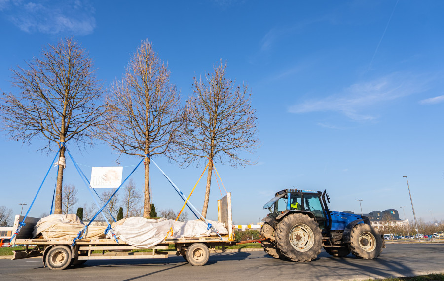 transport dreves
