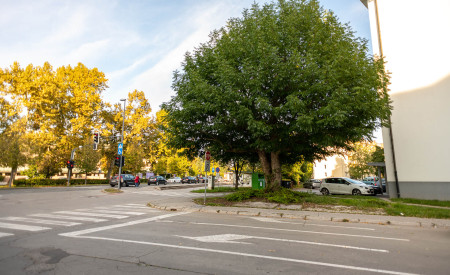 drevo leta, kavkaški krilati oreškar