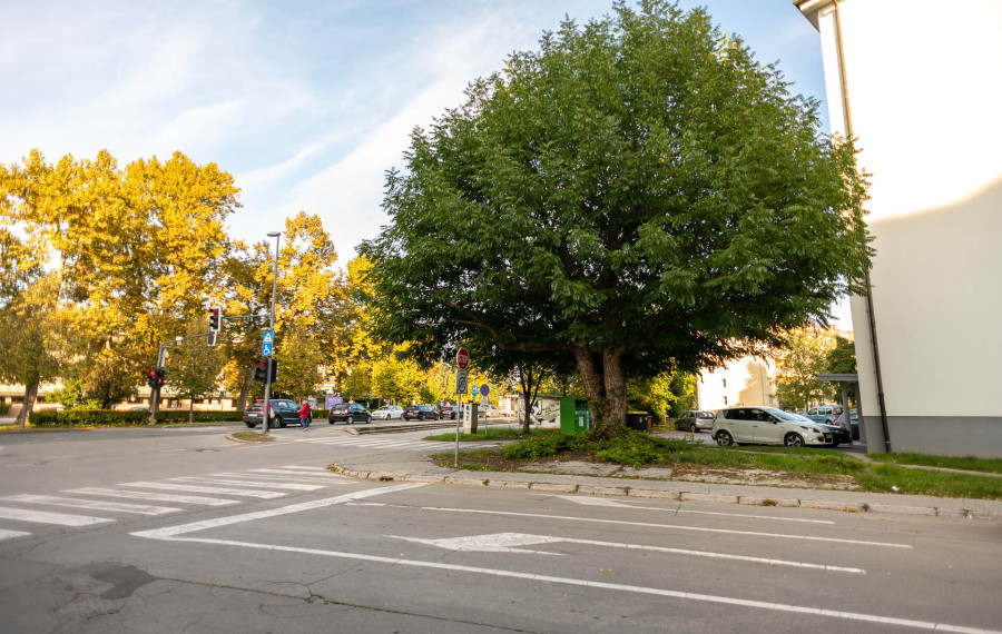 drevo leta, kavkaški krilati oreškar