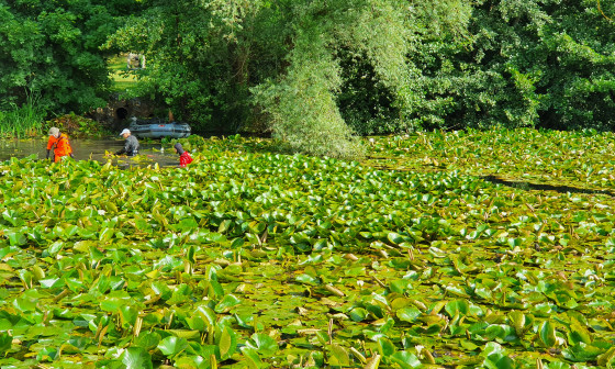 Lokvanji 