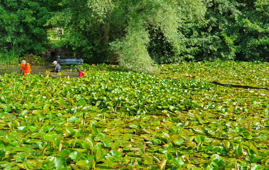 Lokvanji 