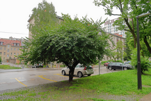 Maackovo kostenicevje drevo Foto BrankaTrcak