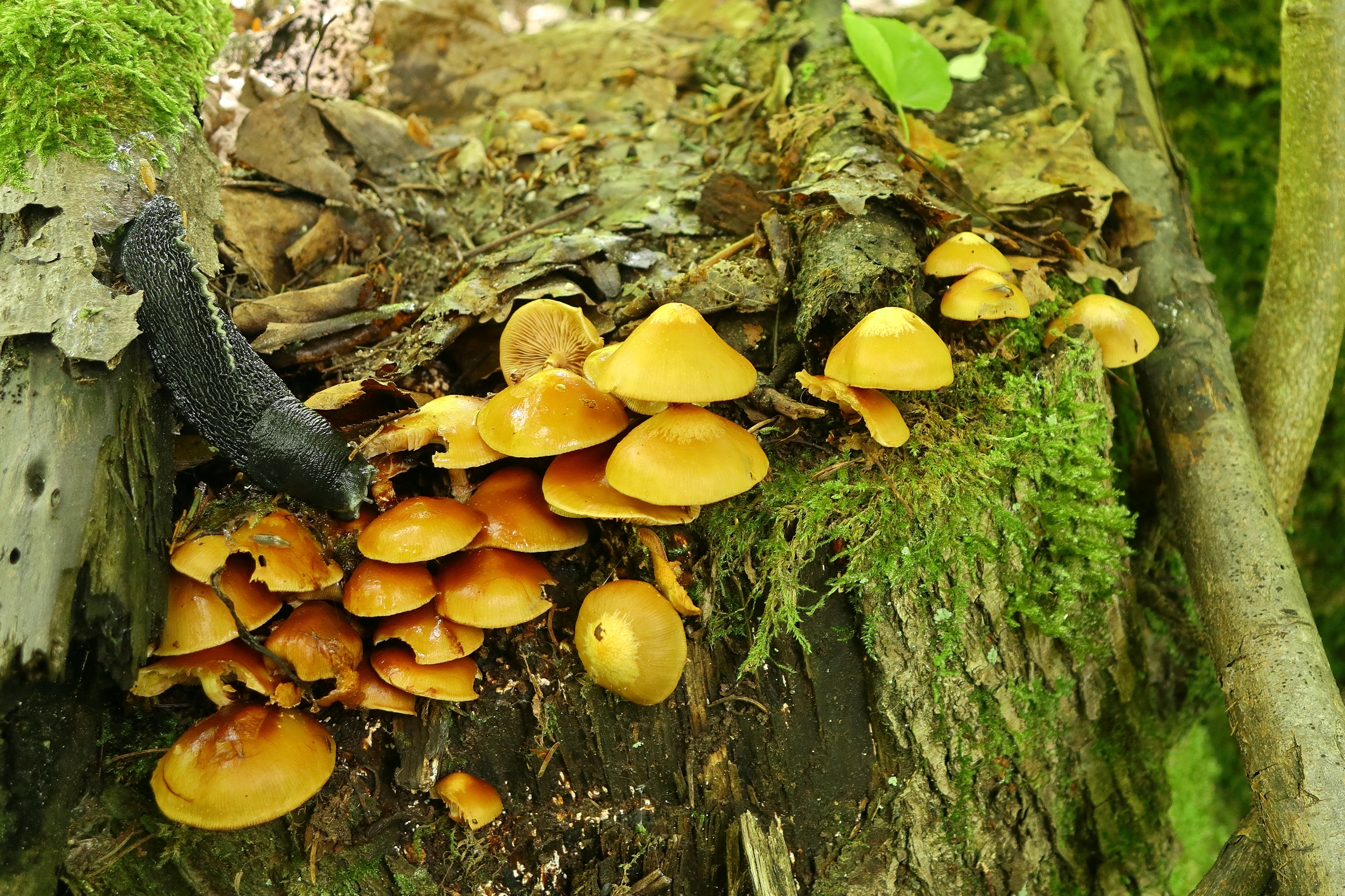 Mala storovka Jesenkova pot LukaSparl