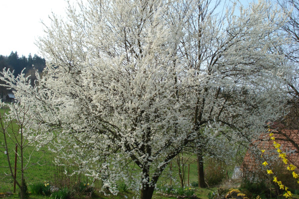 Mirobalana cvetoce drevo marec fotoPetraSladek