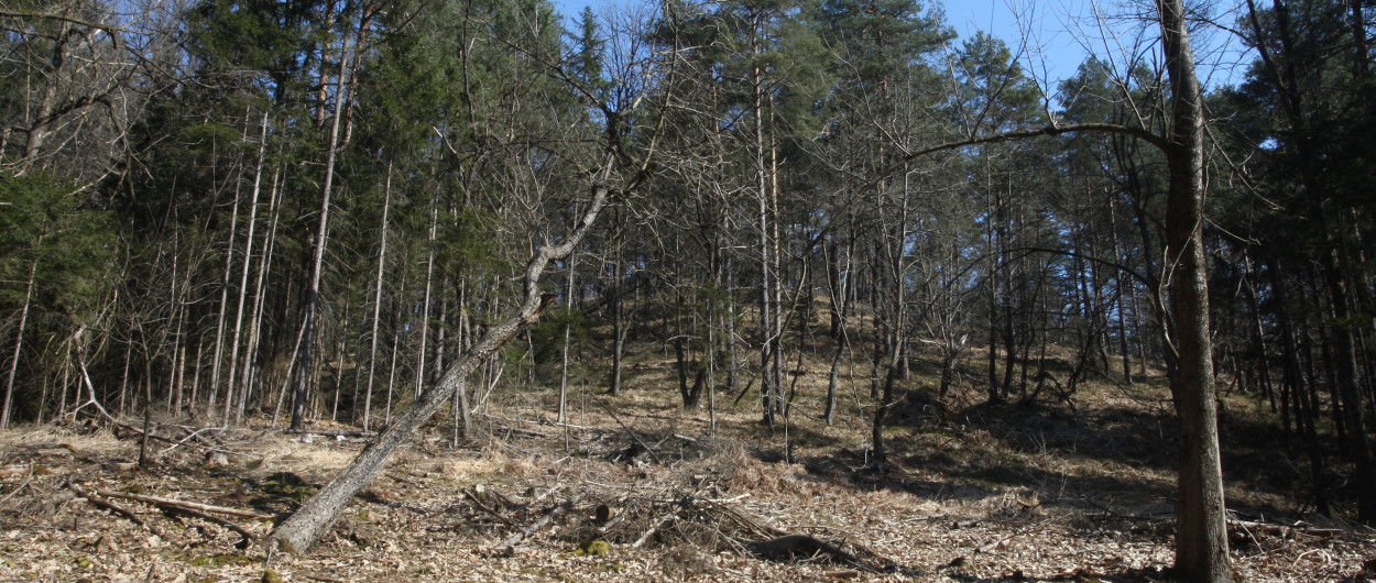 Foto: Nik Rovan