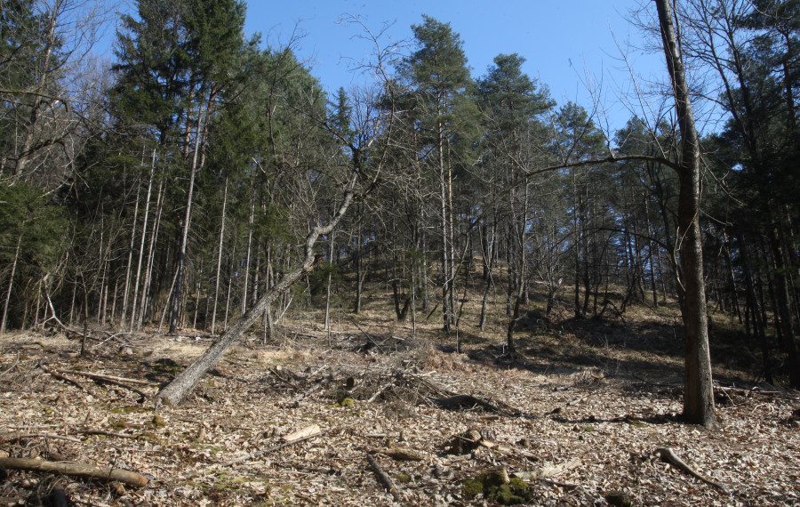 Foto: Nik Rovan