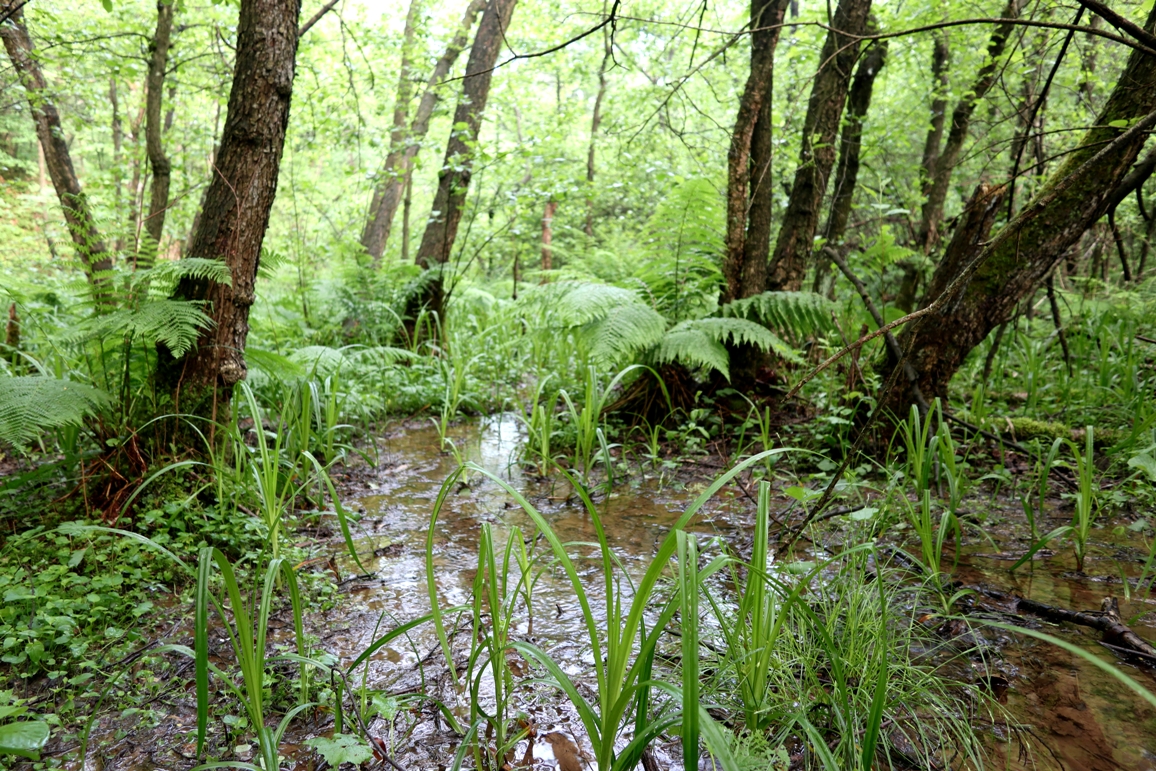NR Mali Roznik 3 foto Luka Sparl