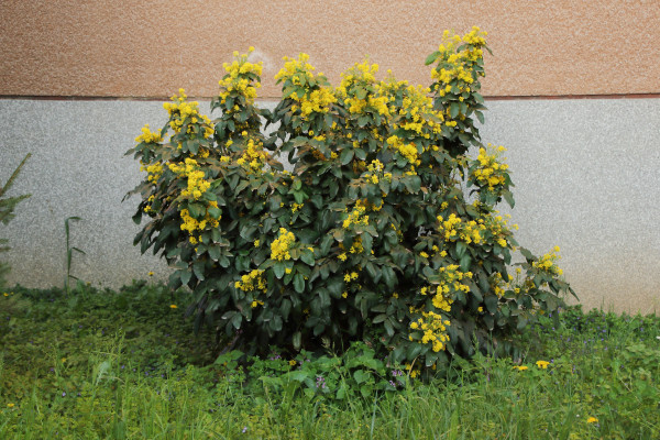 Navadna mahonija cvetoc grm FotoBrankaTrcak