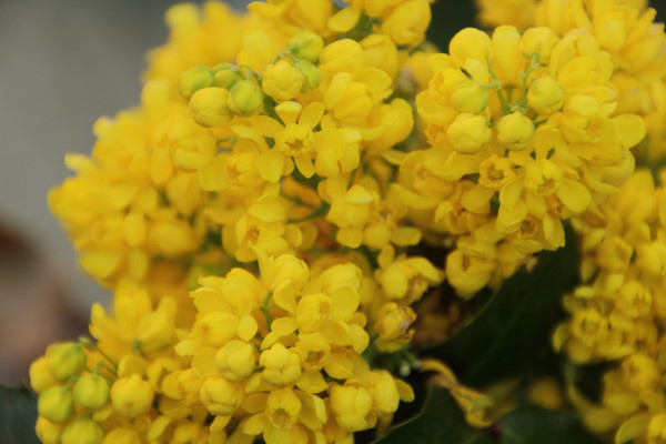 Navadna mahonija svetovi april FotoBrankaTrcak