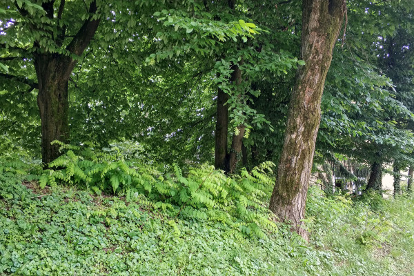 Navadna robinija mlade rastline FotoBrankaTrcak