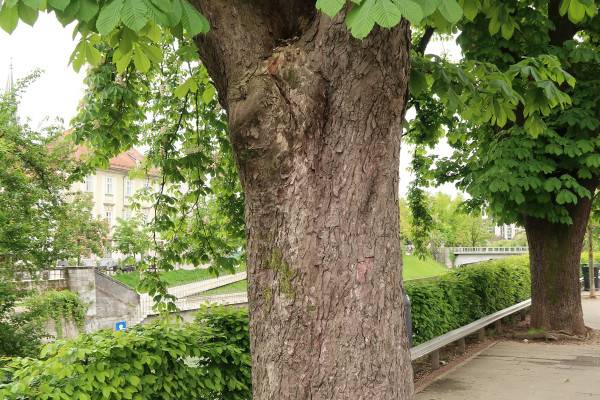 Navadni divji kostanj deblo Foto BrankaTrcak