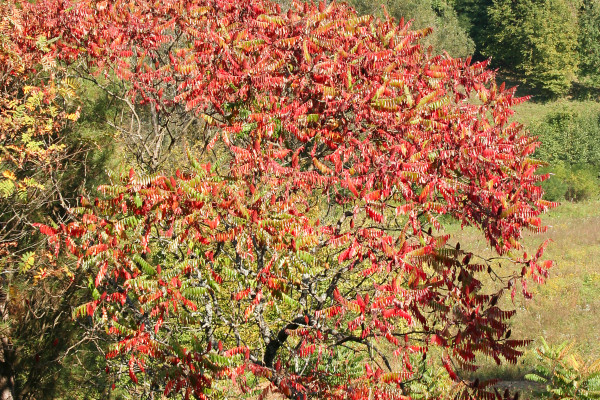 Octovec oktober FotoRobertBrus