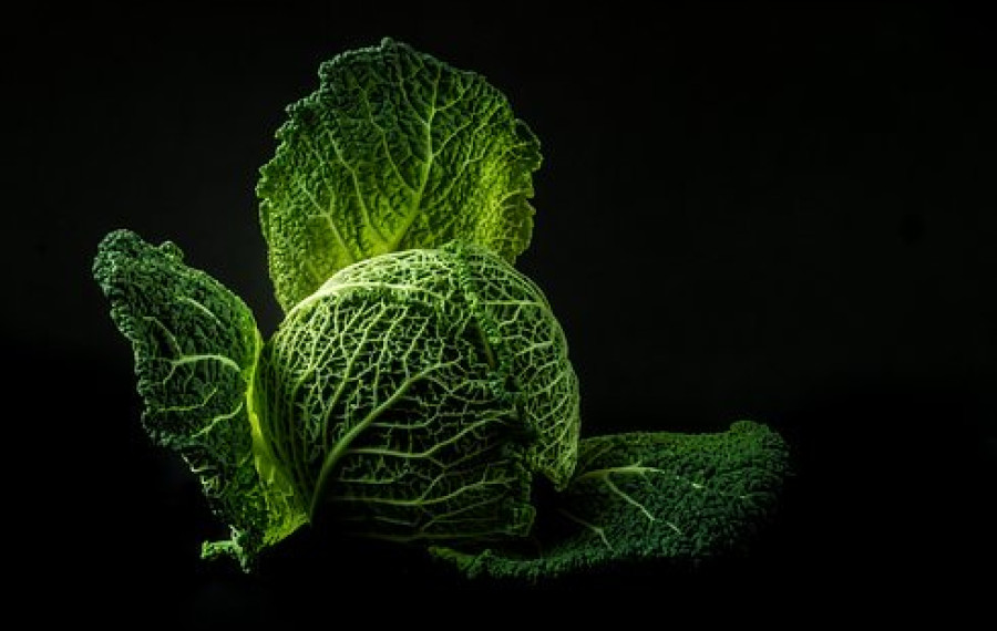 Ohrovt, foto: Pixabay 