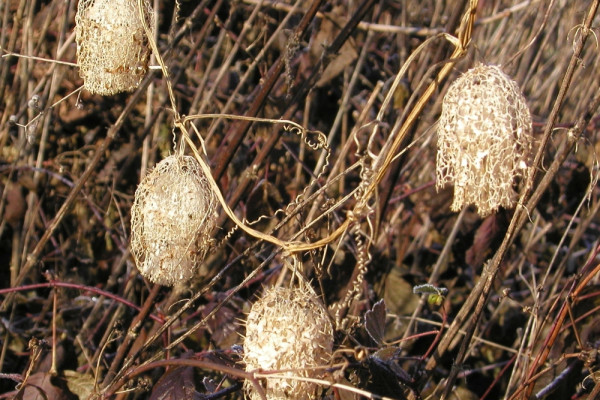 Oljna bucka 03 SSKrajsek
