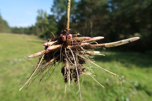 Orjaska zlata rozga korenike Foto BrankaTrcak