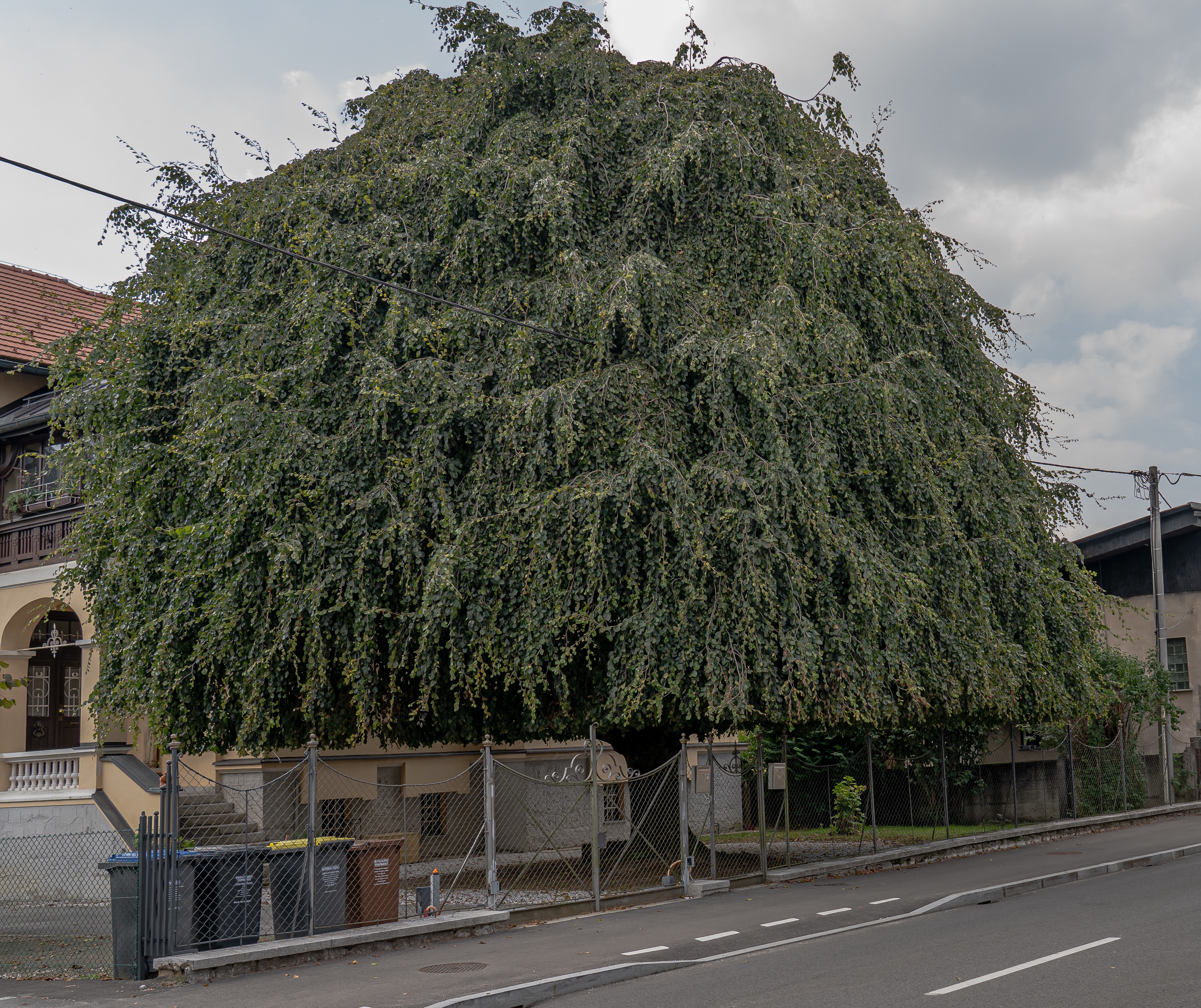 Povesava bukev Fagus sylvatica Pendula Vodnikova cesta foto LS 2 izrez3