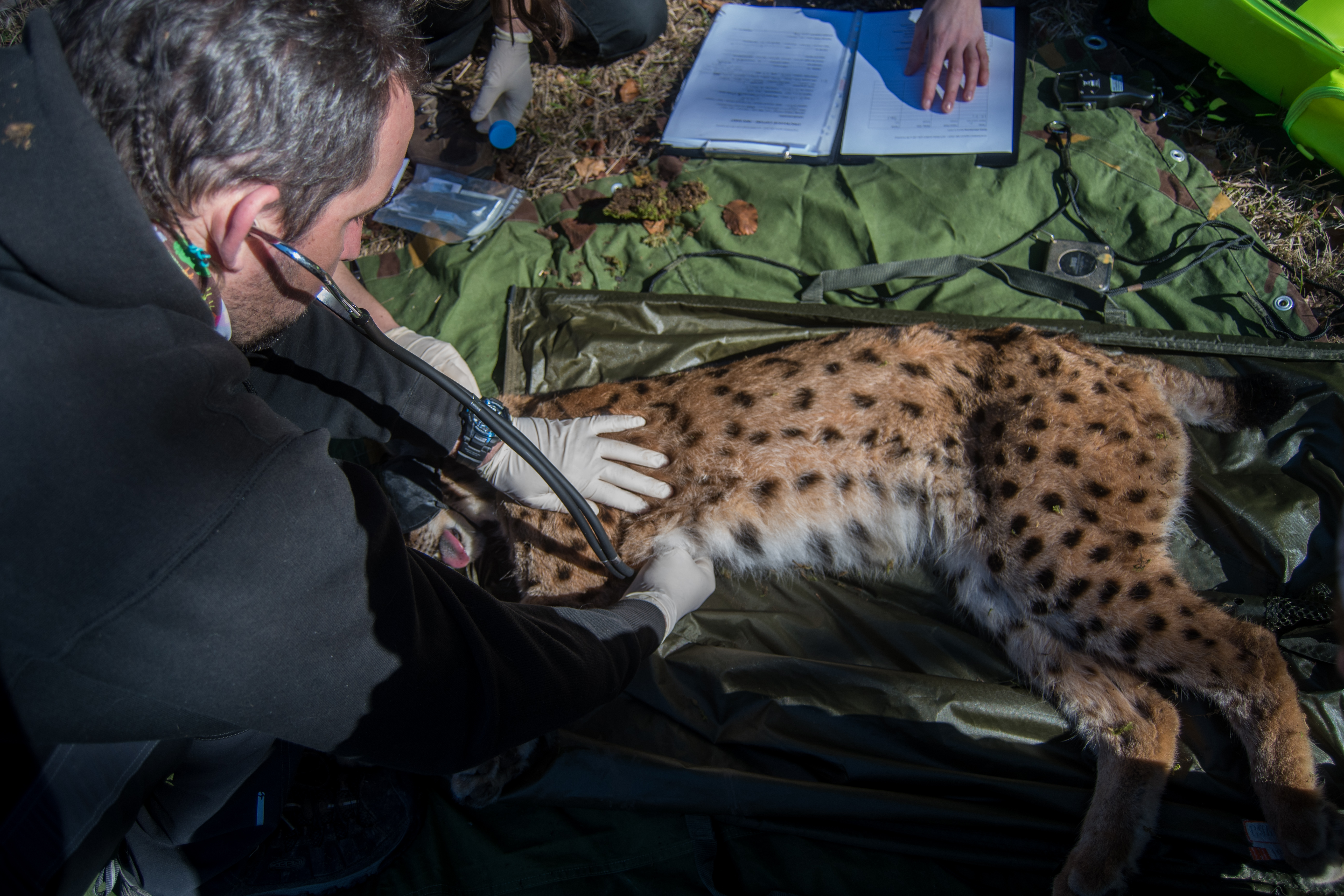 Projekt Life Lynx.Ris z veterinarjem iz ZOO Ljubljana.foto Life Lynx