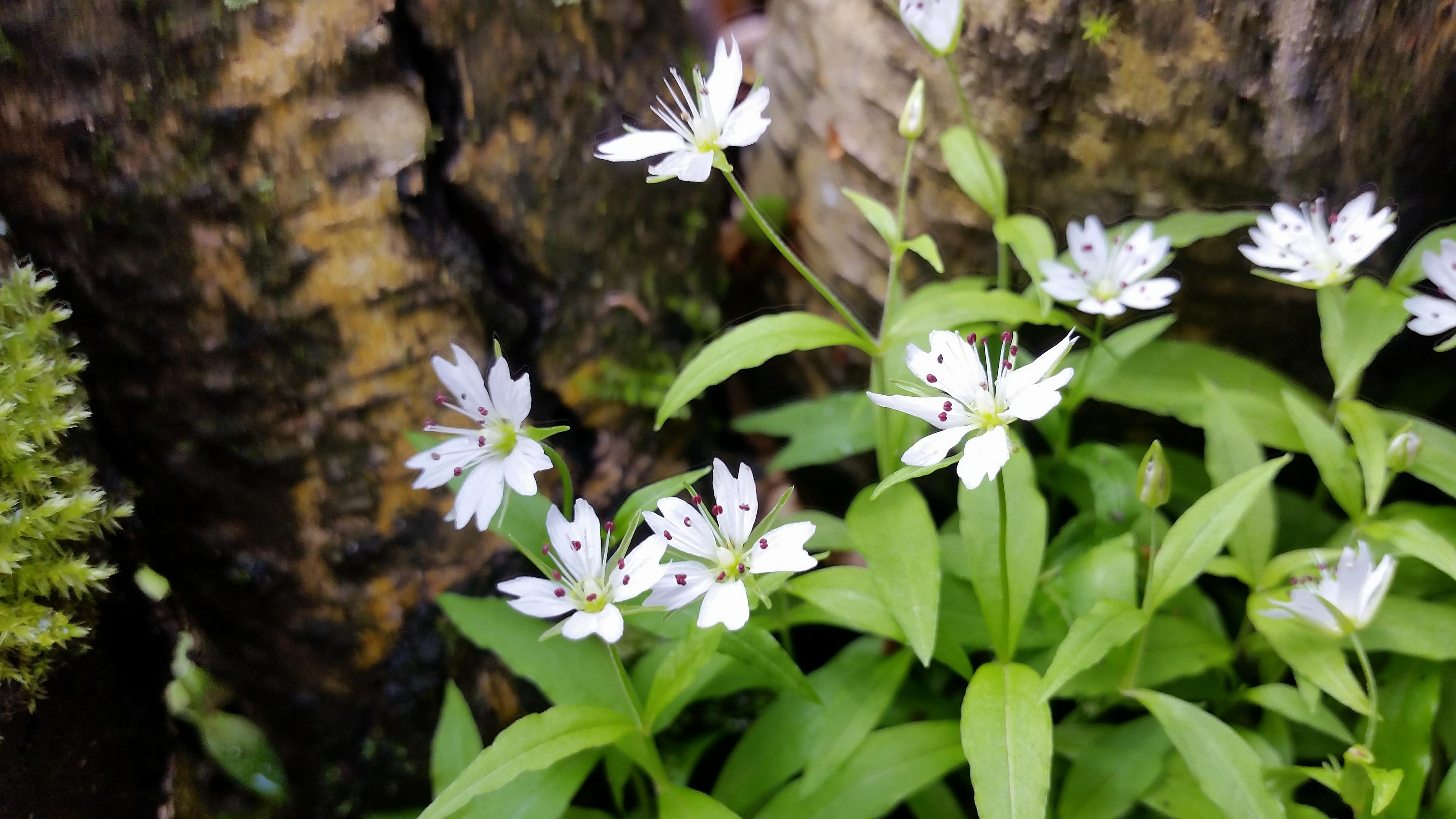 Pseudostellaria europaea evropska gomoljcica 4 foto LS