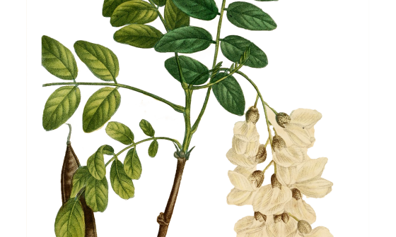 Robinija