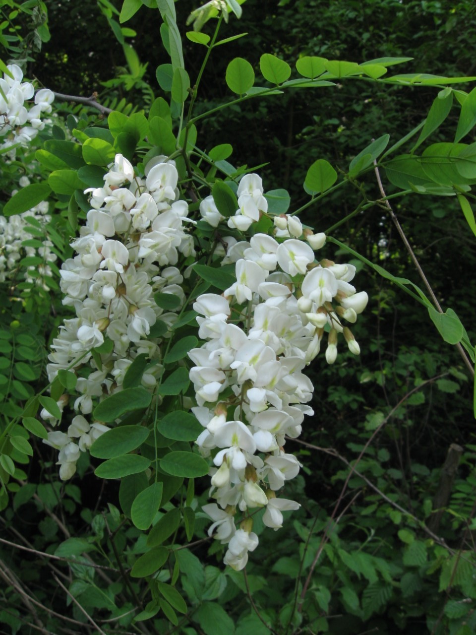 Robinia pseudacacia Radensko polje Foto SimonaStrgulc