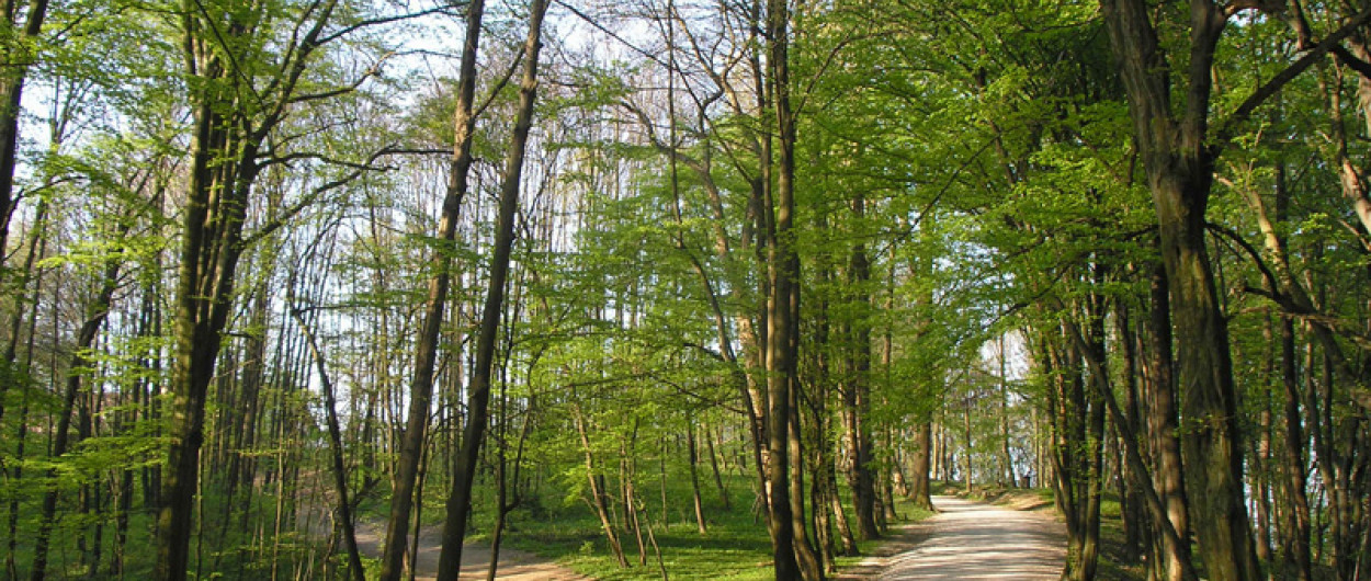 Roznik vzdrzevanje arhivKPL podrocjeRast