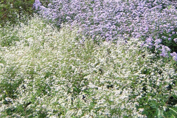 Severnoameriske nebine 01 NJogan