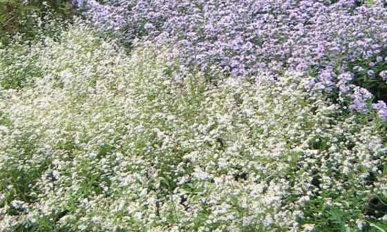 Severnoameriske nebine 01 NJogan